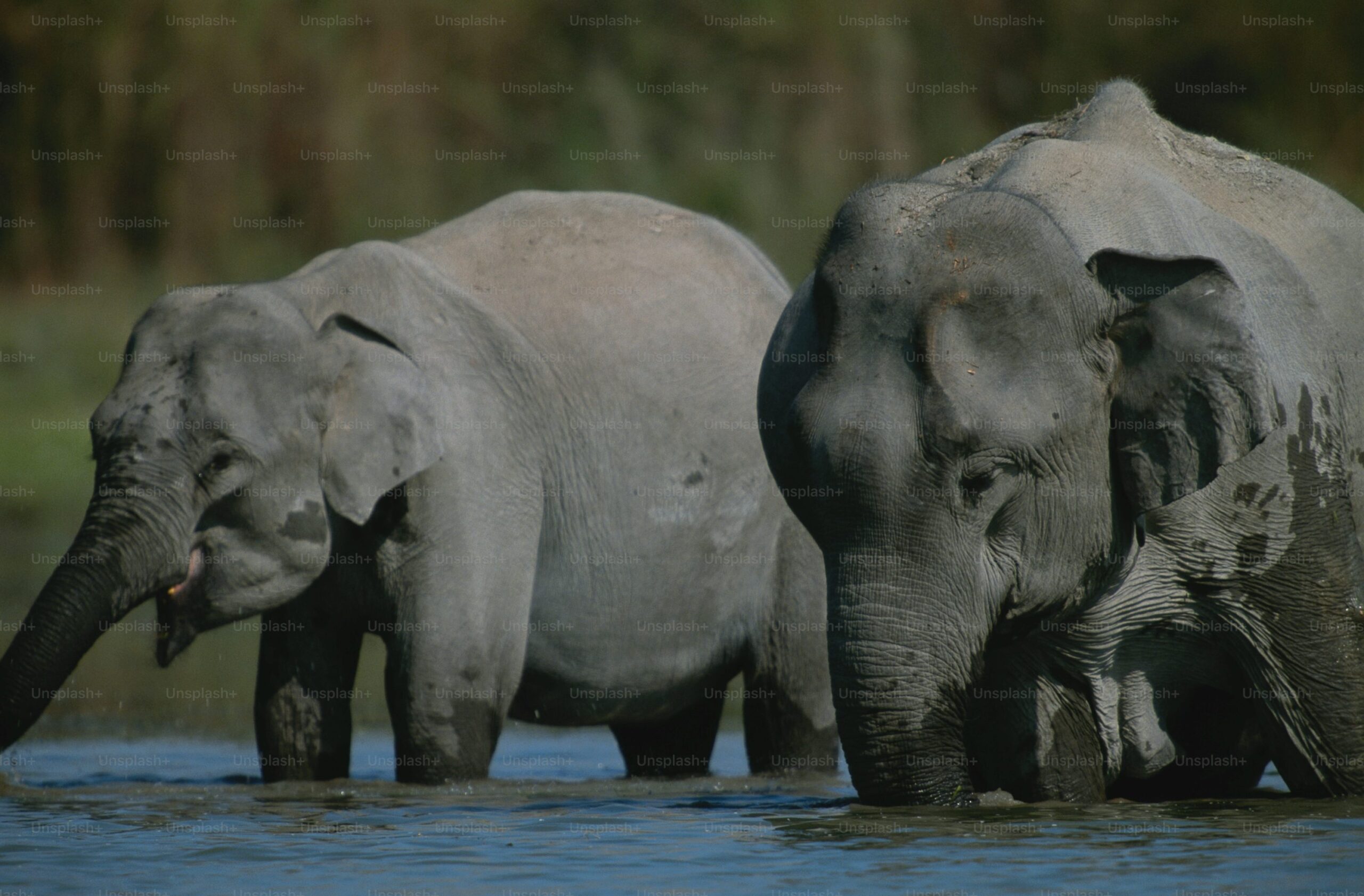 The Best Activities for Your Malaysia Road Trip Including Bathing Baby Elephants