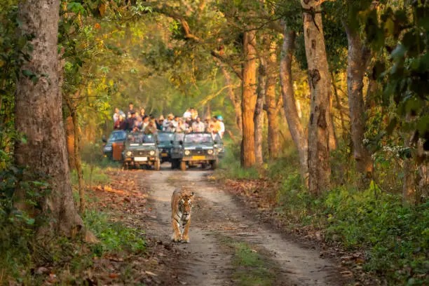 Explore the Wild Side of Uttar Pradesh With the Vistadome Jungle Safari Train to Dudhwa and Beyond